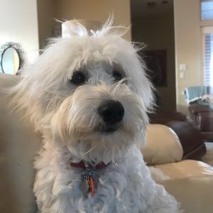 Meet your Posher, Annette